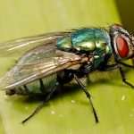 8 mẹo đuổi ruồi cực kỳ hiệu quả lại an toàn trong gia đình